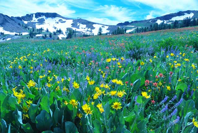 high camp slowers